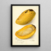 Riproduzione del dipinto Mangifera indica No - Amanda Almira Newton