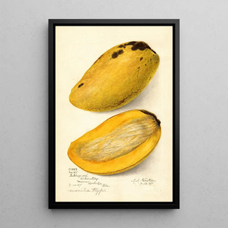 Amanda Almira Newton - Mangifera indica No.webp