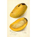Riproduzione del dipinto Mangifera indica No - Amanda Almira Newton