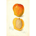 Mangifera indica Peters No - Amanda Almira Newton — vista dell’opera
