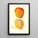 Mangifera indica Peters No - Amanda Almira Newton — quadro incorniciato alla parete