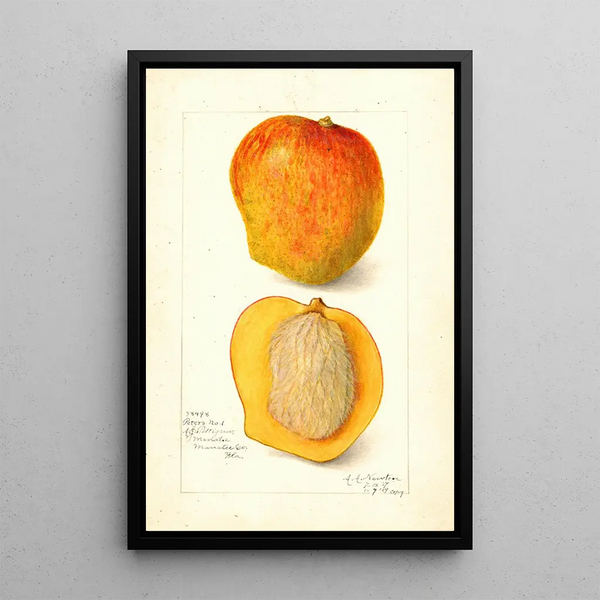 Mangifera indica Peters No - Amanda Almira Newton — quadro incorniciato alla parete