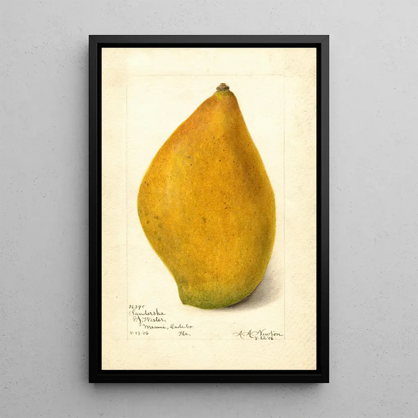 Riproduzione del dipinto Mangifera indica Sandersha - Amanda Almira Newton