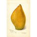 Riproduzione del dipinto Mangifera indica Sandersha - Amanda Almira Newton