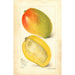 Riproduzione del dipinto Mangifera indica Totafari - Amanda Almira Newton