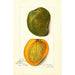 Mangifera indica White Alphonse - Amanda Almira Newton — vista dell’opera