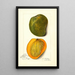 Mangifera indica White Alphonse - Amanda Almira Newton — quadro incorniciato alla parete