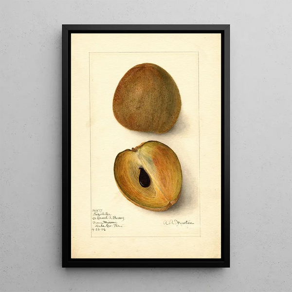 Riproduzione del dipinto Manilkara zapota - Amanda Almira Newton