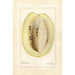 Passiflora quadrangularis - Amanda Almira Newton — vista dell’opera
