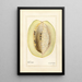 Passiflora quadrangularis - Amanda Almira Newton — quadro incorniciato alla parete