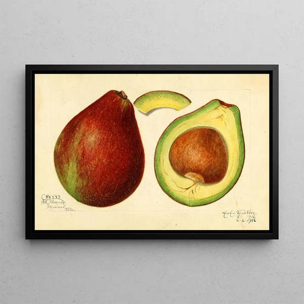 Persea - Amanda Almira Newton — quadro incorniciato alla parete