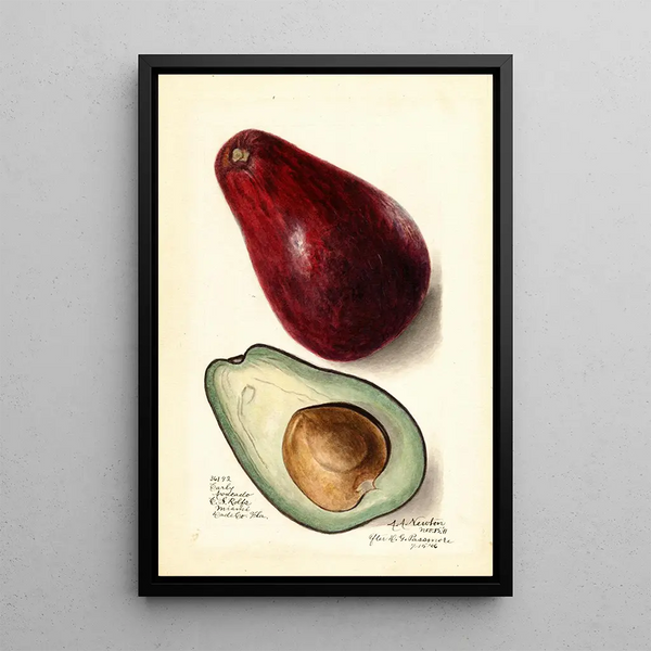 Persea Early - Amanda Almira Newton — quadro incorniciato alla parete