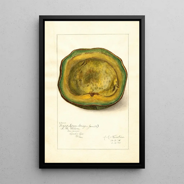 Persea Trapp - Amanda Almira Newton — quadro incorniciato alla parete