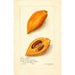 Pouteria campechiana - Amanda Almira Newton — vista dell’opera
