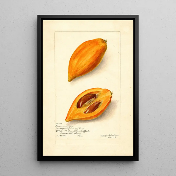 Pouteria campechiana - Amanda Almira Newton — quadro incorniciato alla parete