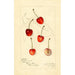 Riproduzione del dipinto Prunus avium Centennial - Amanda Almira Newton