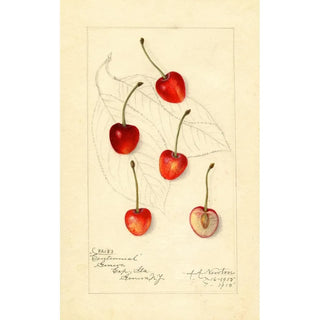 Amanda Almira Newton - Prunus avium Centennial.webp