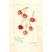 Prunus avium Kirkland - Amanda Almira Newton — vista dell’opera