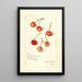 Prunus avium Kirkland - Amanda Almira Newton — quadro incorniciato alla parete