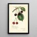 Riproduzione del dipinto Prunus avium Knight Early Red - Amanda Almira Newton