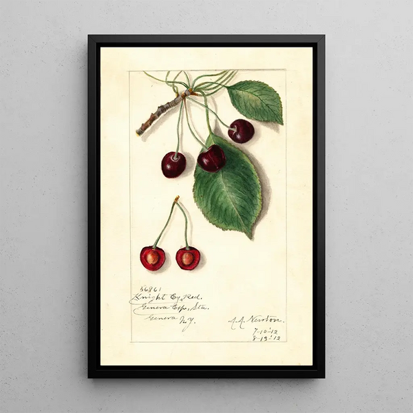 Riproduzione del dipinto Prunus avium Knight Early Red - Amanda Almira Newton
