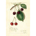 Riproduzione del dipinto Prunus avium Knight Early Red - Amanda Almira Newton