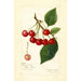 Prunus avium May Duke - Amanda Almira Newton — vista dell’opera