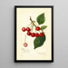 Prunus avium May Duke - Amanda Almira Newton — quadro incorniciato alla parete