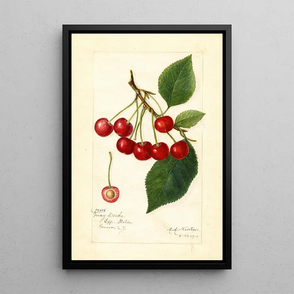 Prunus avium May Duke - Amanda Almira Newton — quadro incorniciato alla parete