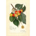 Prunus avium Rockport - Amanda Almira Newton — vista dell’opera