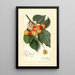 Prunus avium Rockport - Amanda Almira Newton — quadro incorniciato alla parete