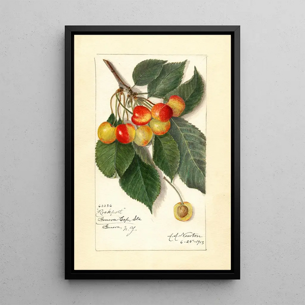 Prunus avium Rockport - Amanda Almira Newton — quadro incorniciato alla parete