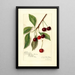 Riproduzione del dipinto Prunus avium Roditelsky - Amanda Almira Newton