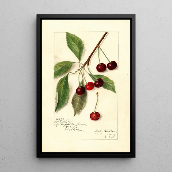 Riproduzione del dipinto Prunus avium Roditelsky - Amanda Almira Newton