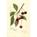 Riproduzione del dipinto Prunus avium Roditelsky - Amanda Almira Newton