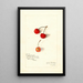 Prunus avium Royal Duke - Amanda Almira Newton — quadro incorniciato alla parete