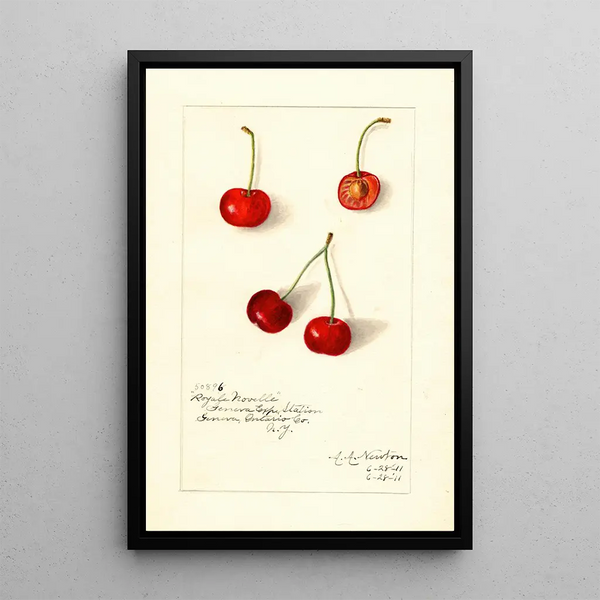 Riproduzione del dipinto Prunus avium Royal Novelle - Amanda Almira Newton