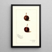Prunus avium Safra - Amanda Almira Newton — quadro incorniciato alla parete