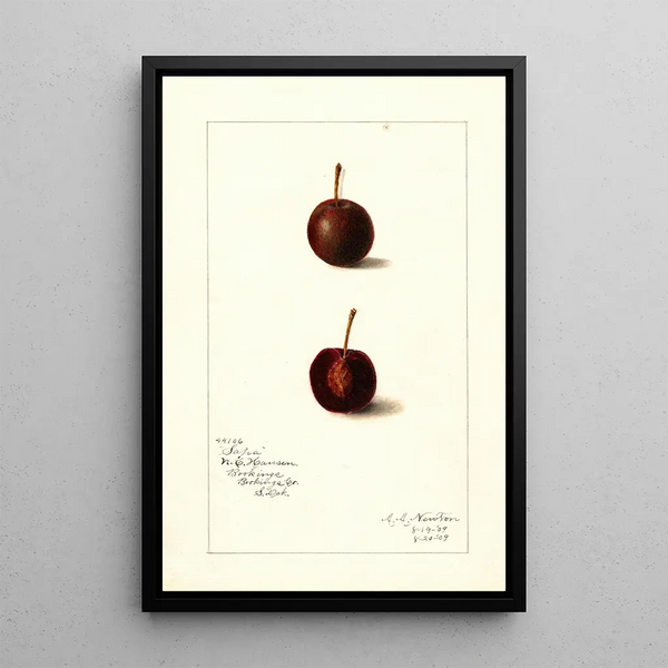 Prunus avium Safra - Amanda Almira Newton — quadro incorniciato alla parete