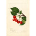Prunus avium Sidney - Amanda Almira Newton — vista dell’opera