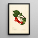 Prunus avium Sidney - Amanda Almira Newton — quadro incorniciato alla parete