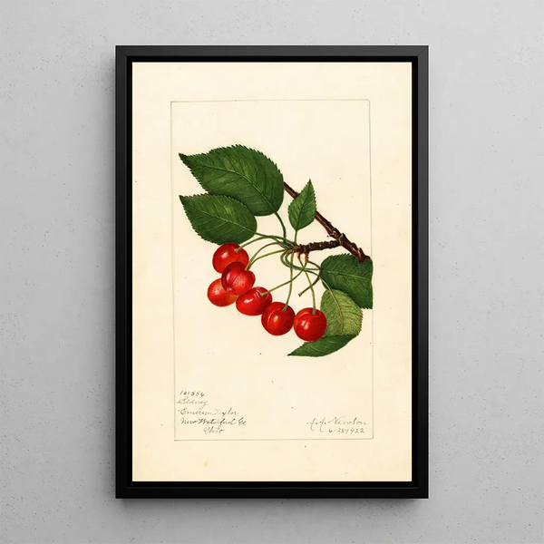 Prunus avium Sidney - Amanda Almira Newton — quadro incorniciato alla parete