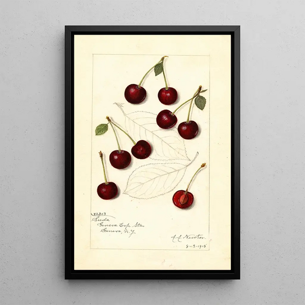 Prunus avium Suda - Amanda Almira Newton — quadro incorniciato alla parete