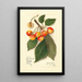 Riproduzione del dipinto Prunus avium Yellow Spanish - Amanda Almira Newton