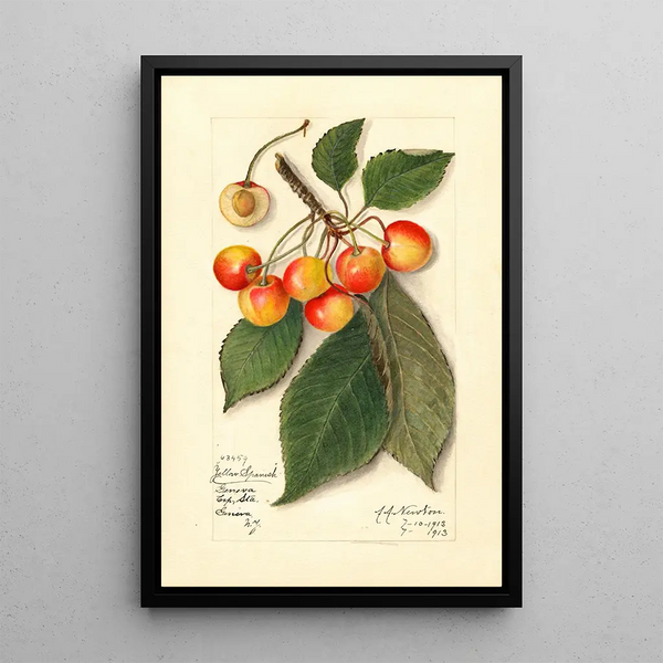 Riproduzione del dipinto Prunus avium Yellow Spanish - Amanda Almira Newton