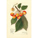 Riproduzione del dipinto Prunus avium Yellow Spanish - Amanda Almira Newton