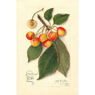 Amanda Almira Newton - Prunus avium Yellow Spanish.webp