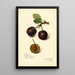 Riproduzione del dipinto Prunus domestica Late Orleans - Amanda Almira Newton