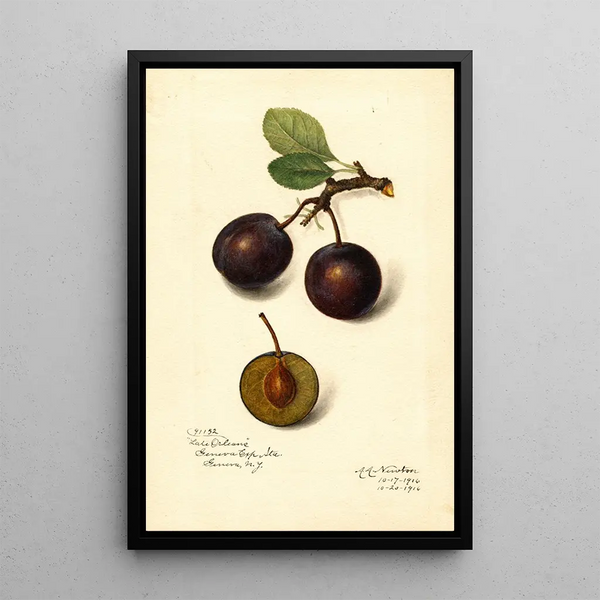Riproduzione del dipinto Prunus domestica Late Orleans - Amanda Almira Newton