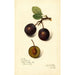 Riproduzione del dipinto Prunus domestica Late Orleans - Amanda Almira Newton